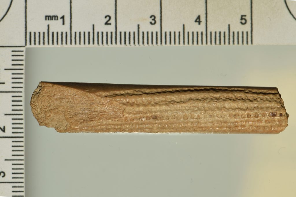 fragment poroża