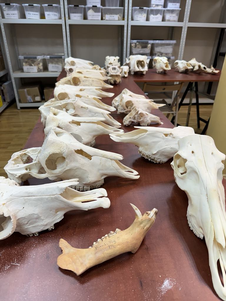 pracownia archeozoologiczna
